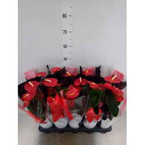Anthurium andr. 'Royal Champion'