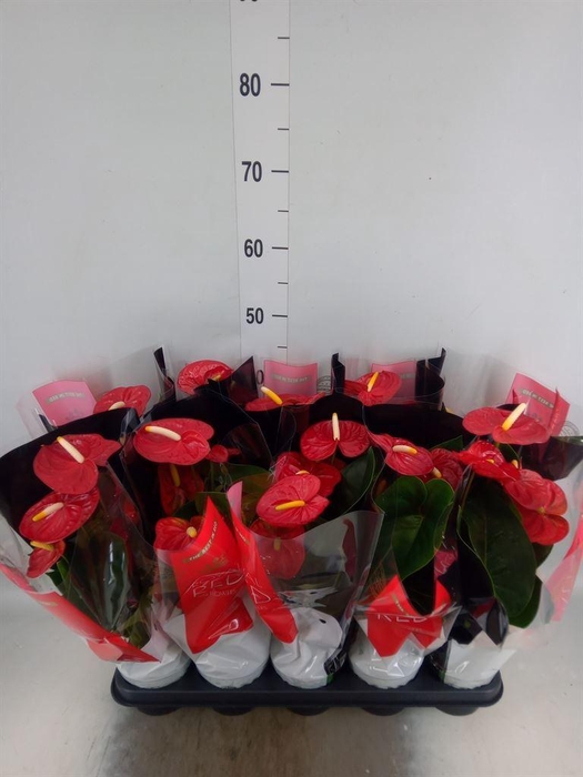 <h4>Anthurium andr. 'Royal Champion'</h4>