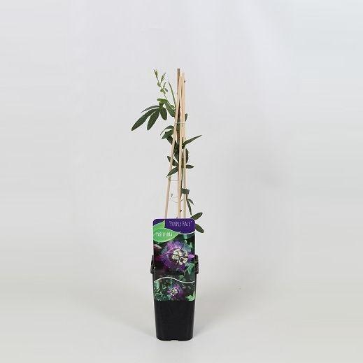 <h4>Passiflora 'Purple Haze'</h4>