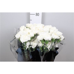 Di St Moonlight White