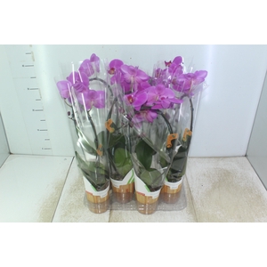 PHALAENOPSIS MINI P09