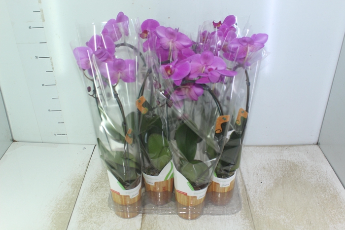 <h4>PHALAENOPSIS MINI P09</h4>