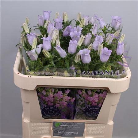 <h4>Camp M Champion Lave</h4>