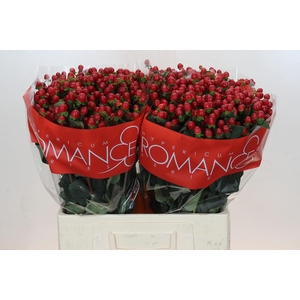 Hypericum True Romance