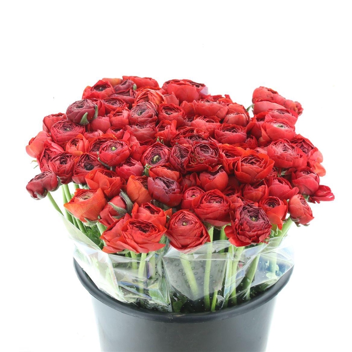 <h4>Ran El Red Extra</h4>