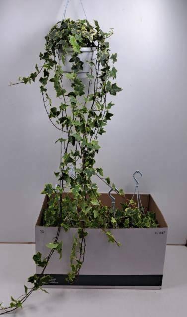 <h4>HED HE GOLDCHILD</h4>