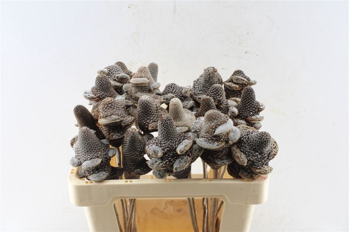 <h4>Banksia Menziesii</h4>
