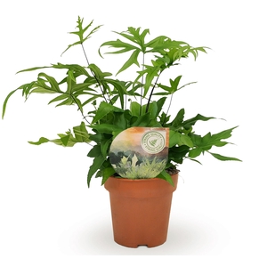 Doryopteris pedata
