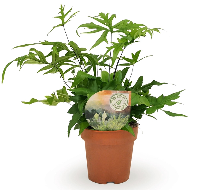 <h4>Doryopteris pedata</h4>