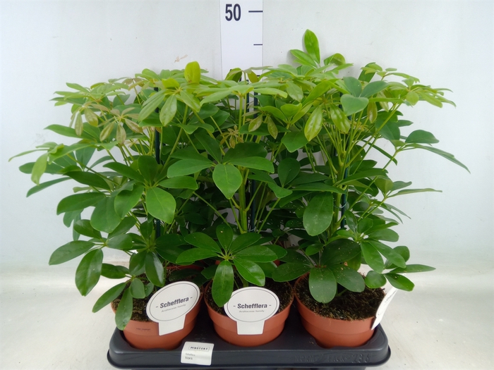 <h4>Schefflera arbor. 'Nora'</h4>