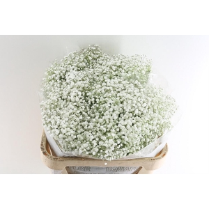 Gyps Pa Xlence 30 Gram