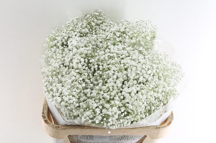 <h4>Gyps Pa Xlence 30 Gram</h4>