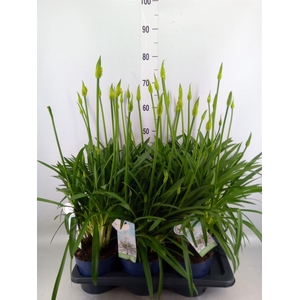 Agapanthus  'Amourette Superb Whit'
