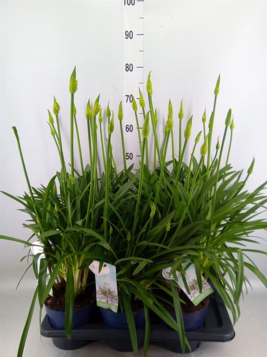 <h4>Agapanthus  'Amourette Superb Whit'</h4>
