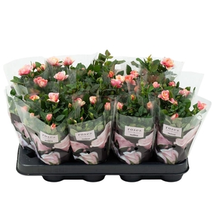 Nolina Roses Ø 7 cm. Gosia