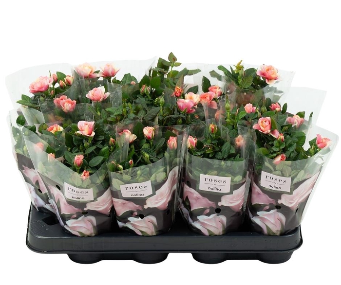 <h4>Nolina Roses Ø 7 cm. Gosia</h4>