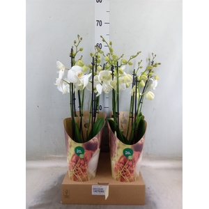Phalaenopsis   ...white
