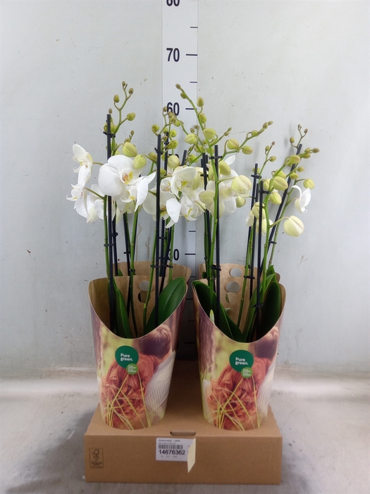 <h4>Phalaenopsis   ...white</h4>