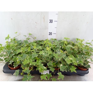 Hedera helix 'Eva'