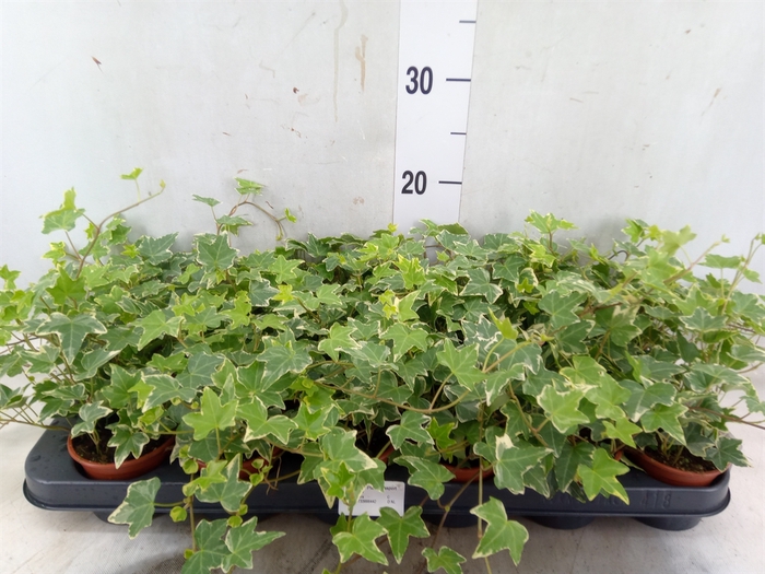 <h4>Hedera helix 'Eva'</h4>