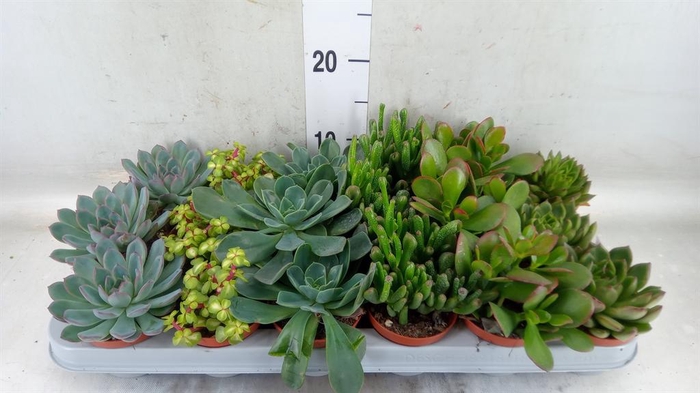 <h4>Succulents   ...</h4>