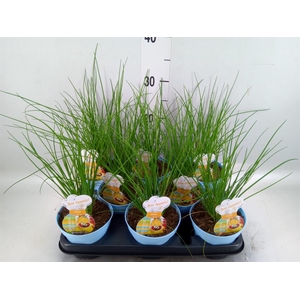 Allium schoenoprasum