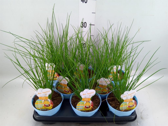 <h4>Allium schoenoprasum</h4>