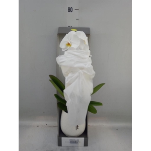 Phalaenopsis   ...white