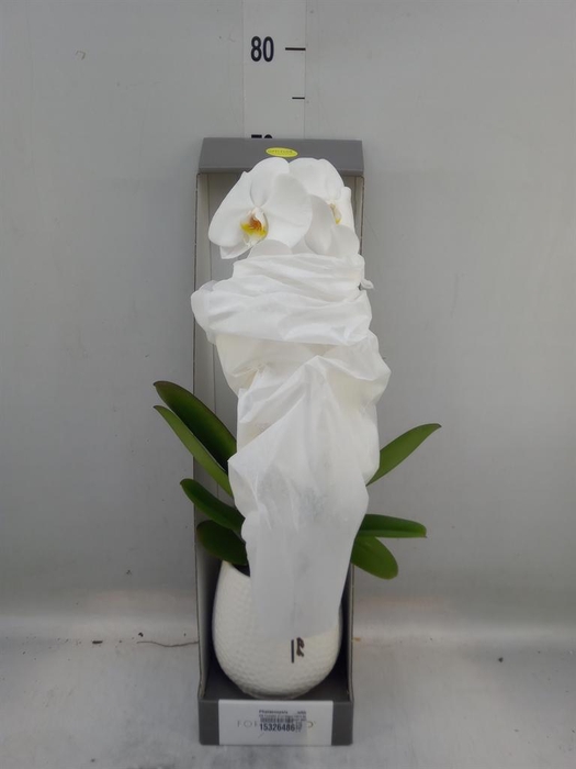 <h4>Phalaenopsis   ...white</h4>