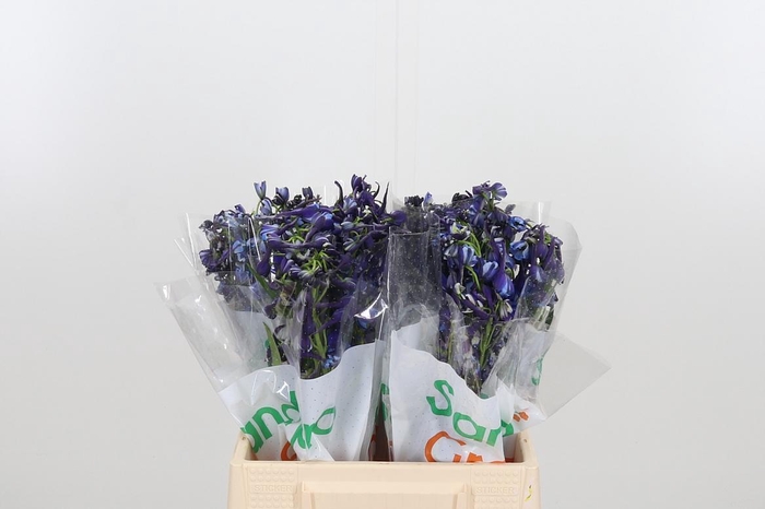 <h4>Delph En Donna</h4>