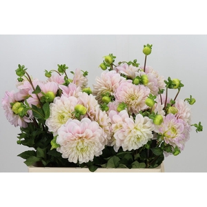 Dahlia Sweet Nathalie