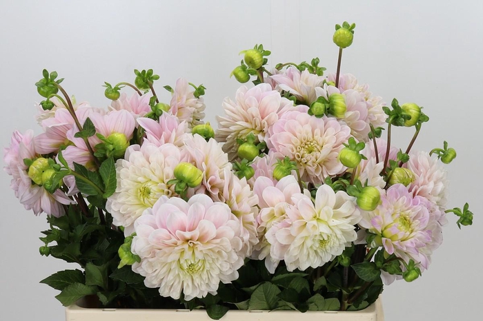 <h4>Dahlia Sweet Nathalie</h4>