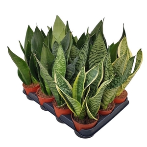 MIX SANSEVIERIA POT Ø 10 - TRAY 12 PCS