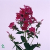 PHLOX P KIRCHENFUERS