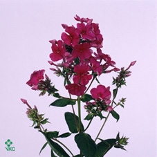 PHLOX P KIRCHENFUERS