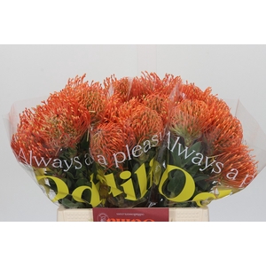 Nutans Ayoba Mandarin Zest