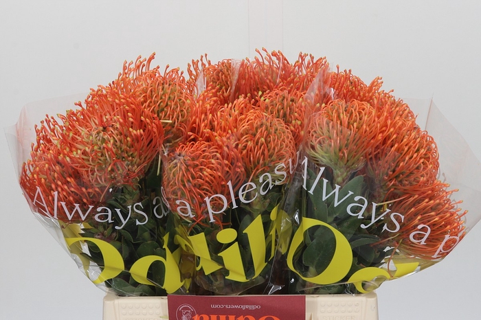 <h4>Nutans Ayoba Mandarin Zest</h4>