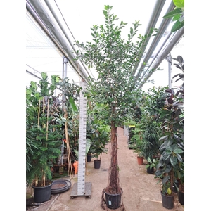 Ficus natalensis Lynn