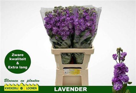 <h4>Matth Milla Lavender</h4>