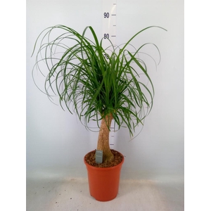 Beaucarnea recurvata