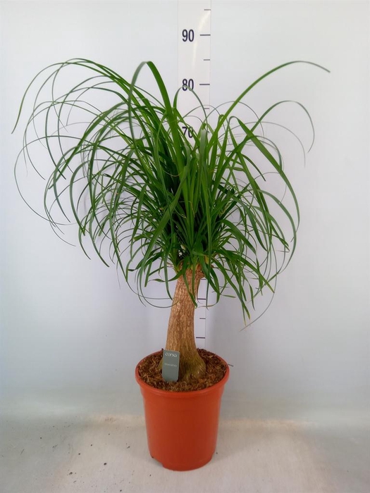 <h4>Beaucarnea recurvata</h4>