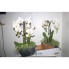 Arr Orchidee Umbrella 3 Tak + Hed/ficu In Keramiek