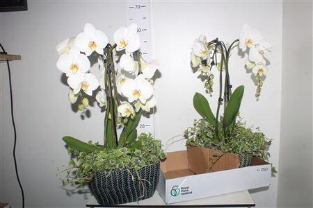 Arr Orchidee Umbrella 3 Tak + Hed/ficu In Keramiek