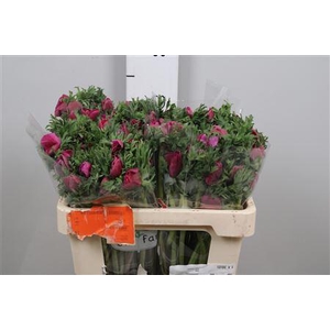 Anem Co Galil Purper