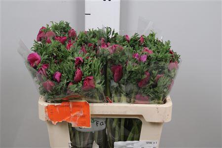 <h4>Anem Co Galil Purper</h4>