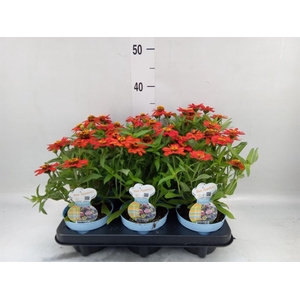 Zinnia   ...annual
