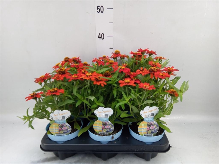 <h4>Zinnia   ...annual</h4>