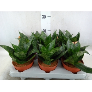 Sansevieria trifa. 'Hahnii'