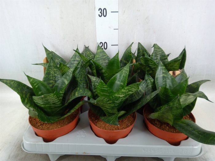 <h4>Sansevieria trifa. 'Hahnii'</h4>