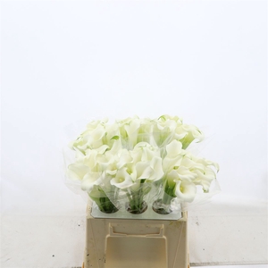 Calla Whitehorse